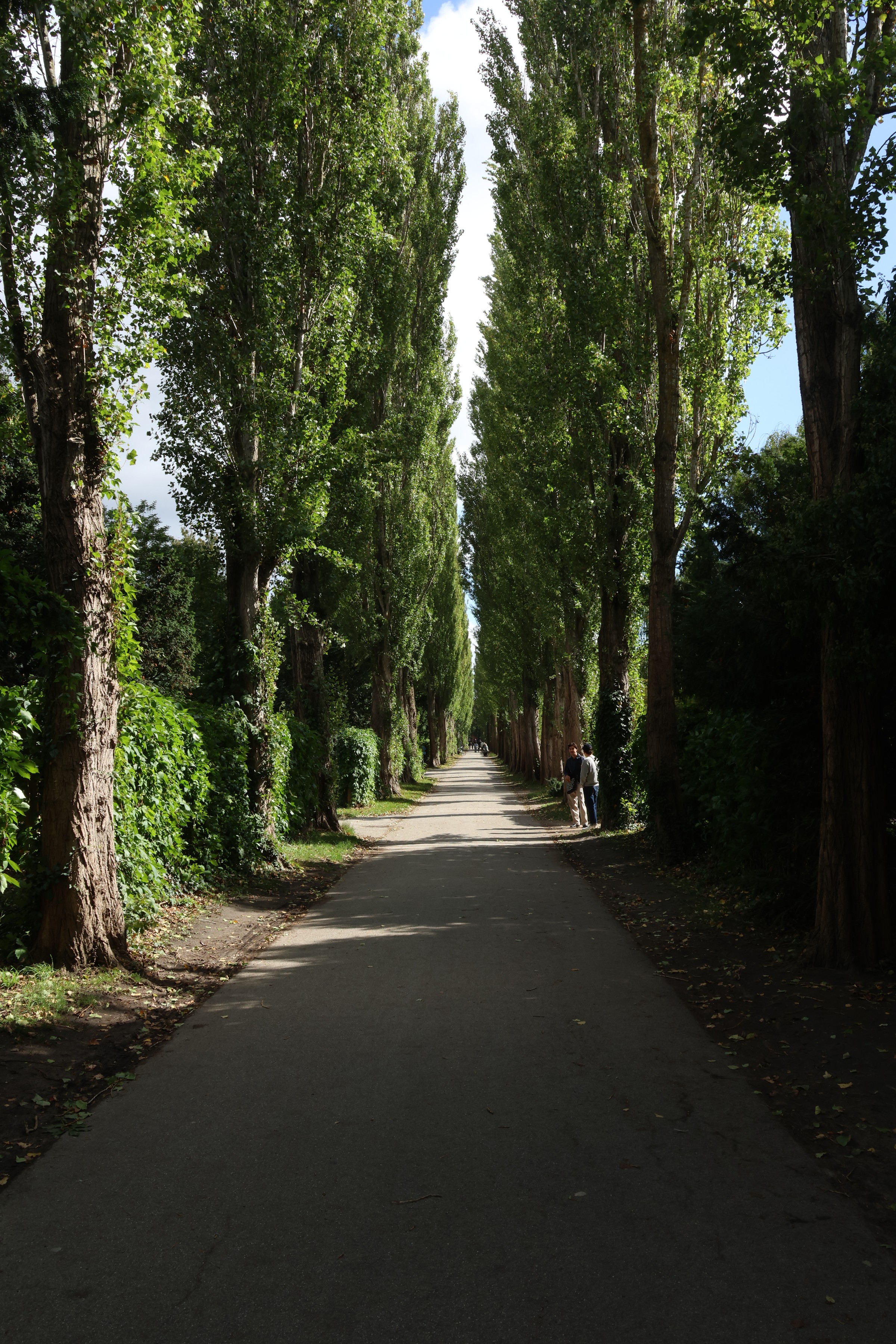 A gravel path running between two rows of tall poplars