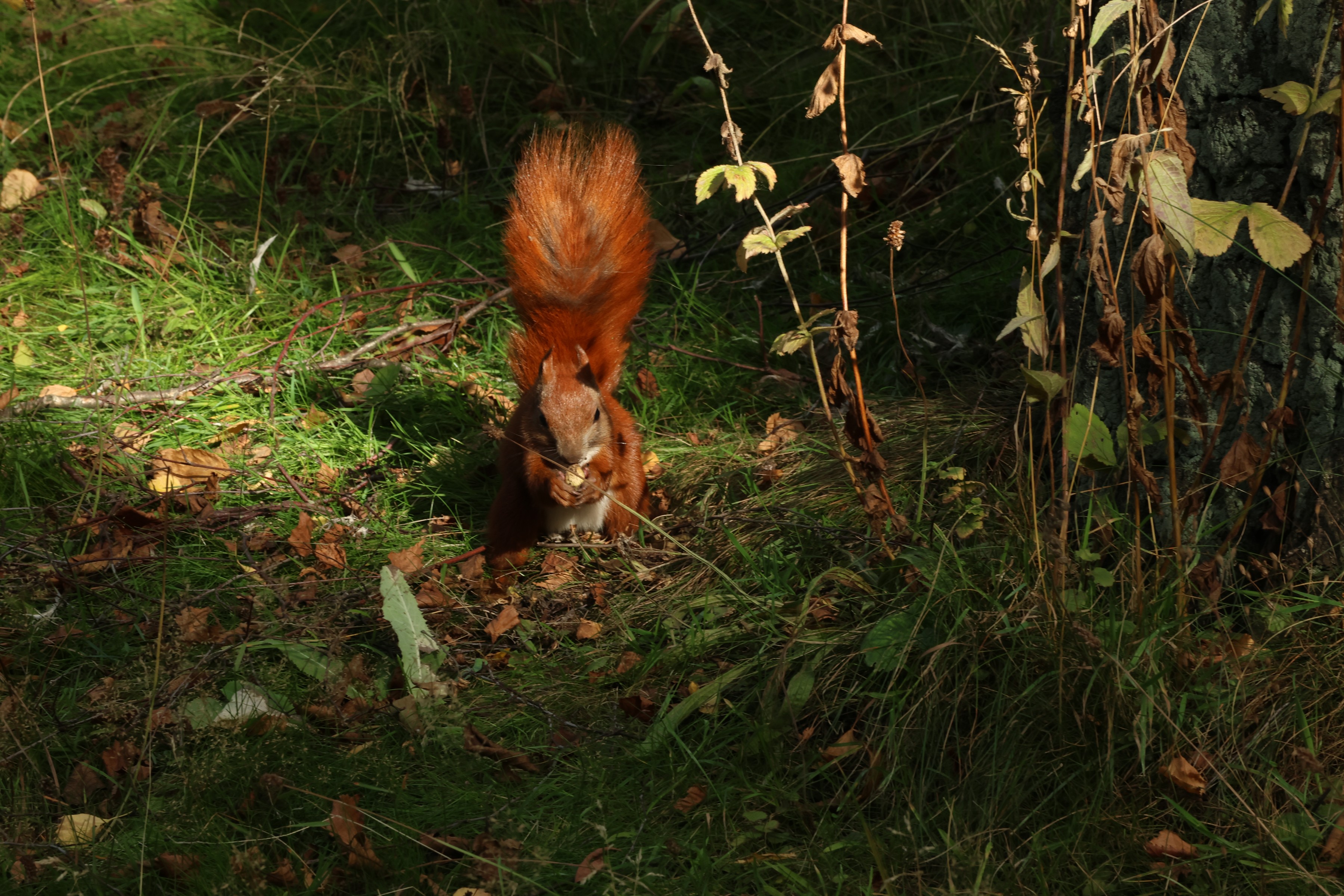 A red squirrel sitting up with a nut in the leaf litter