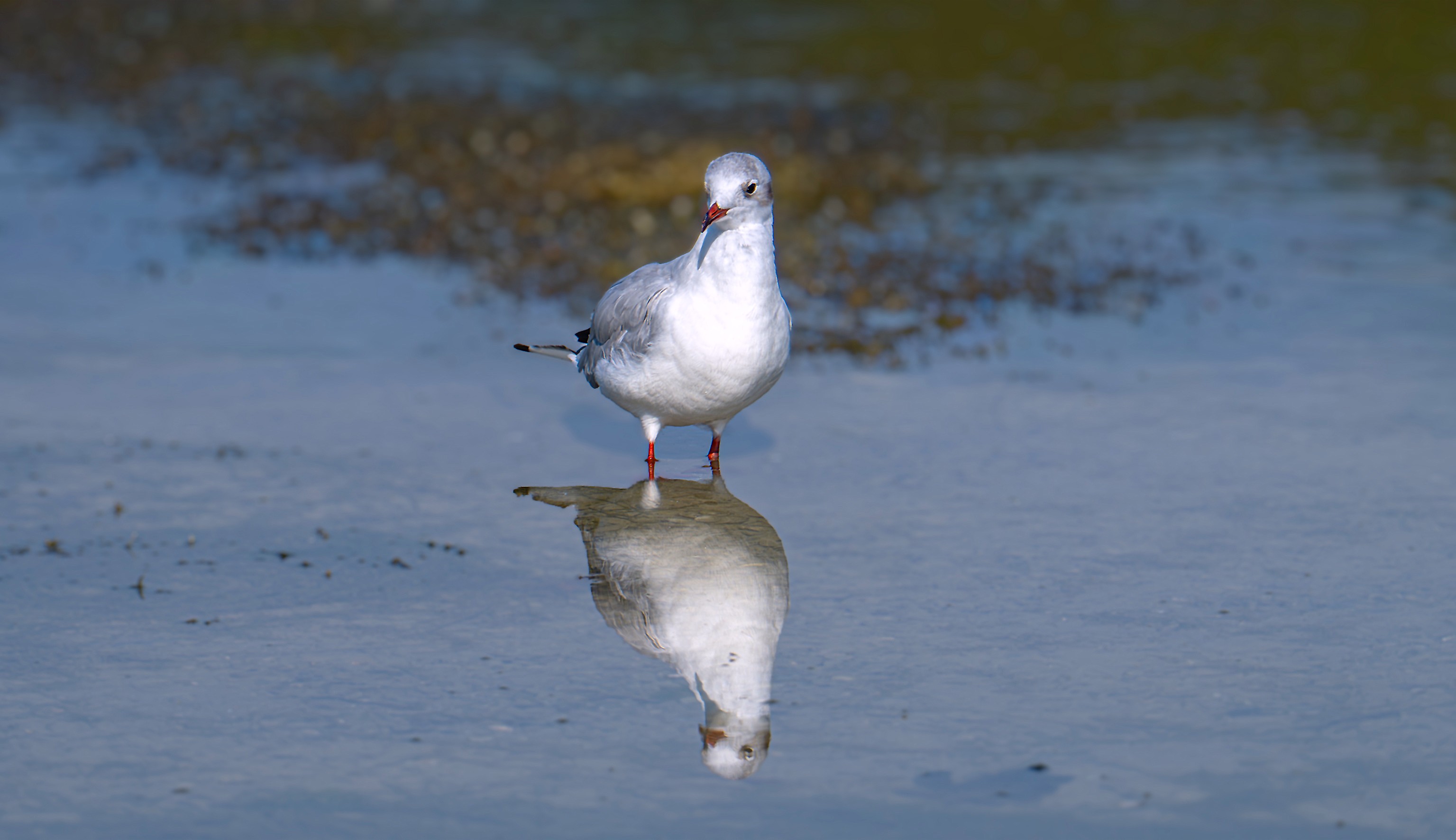 A black-headed gull in winter plumage mirrored in the shallow water