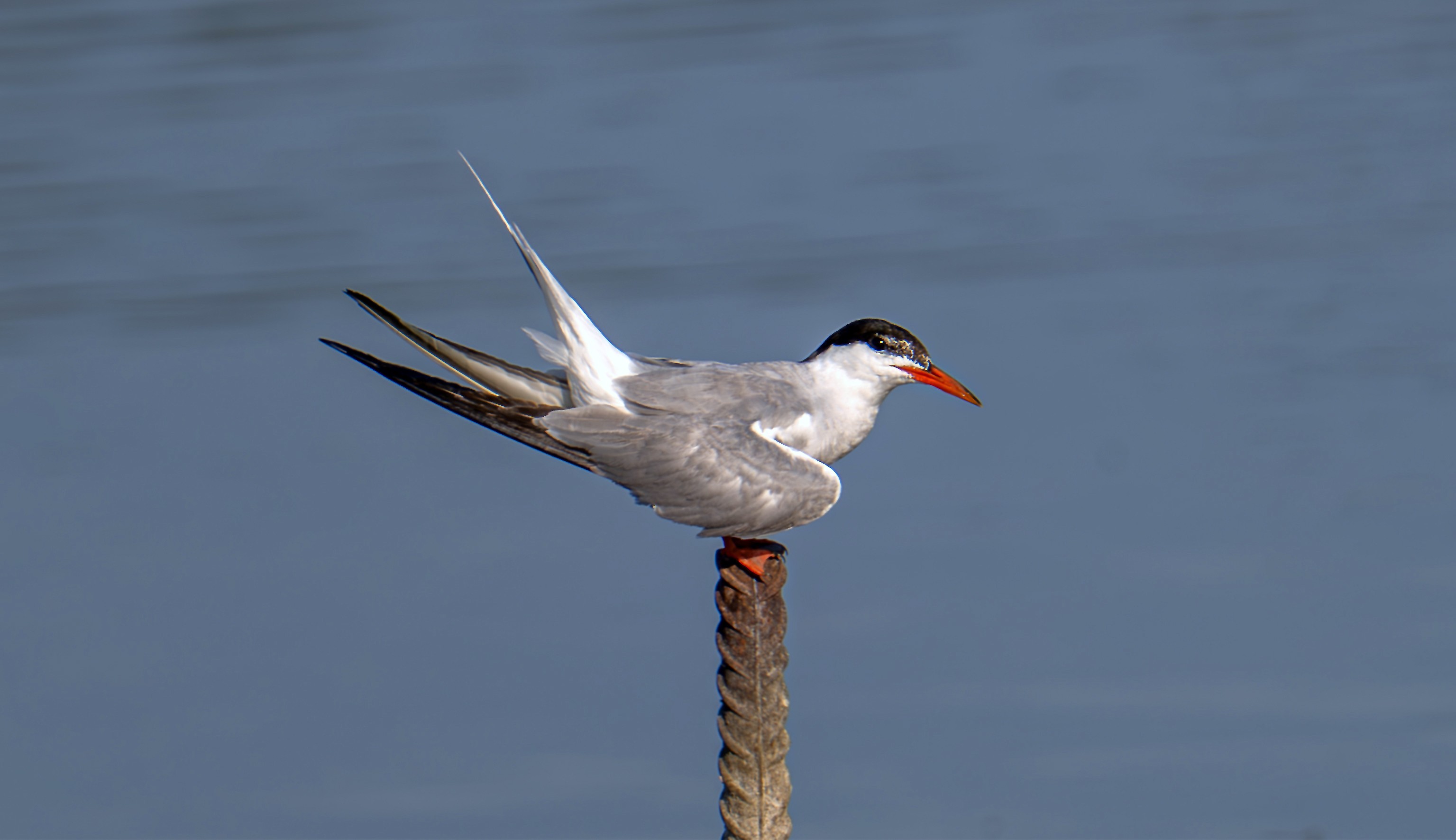 A common tern perched on a rusty iron bar above the water