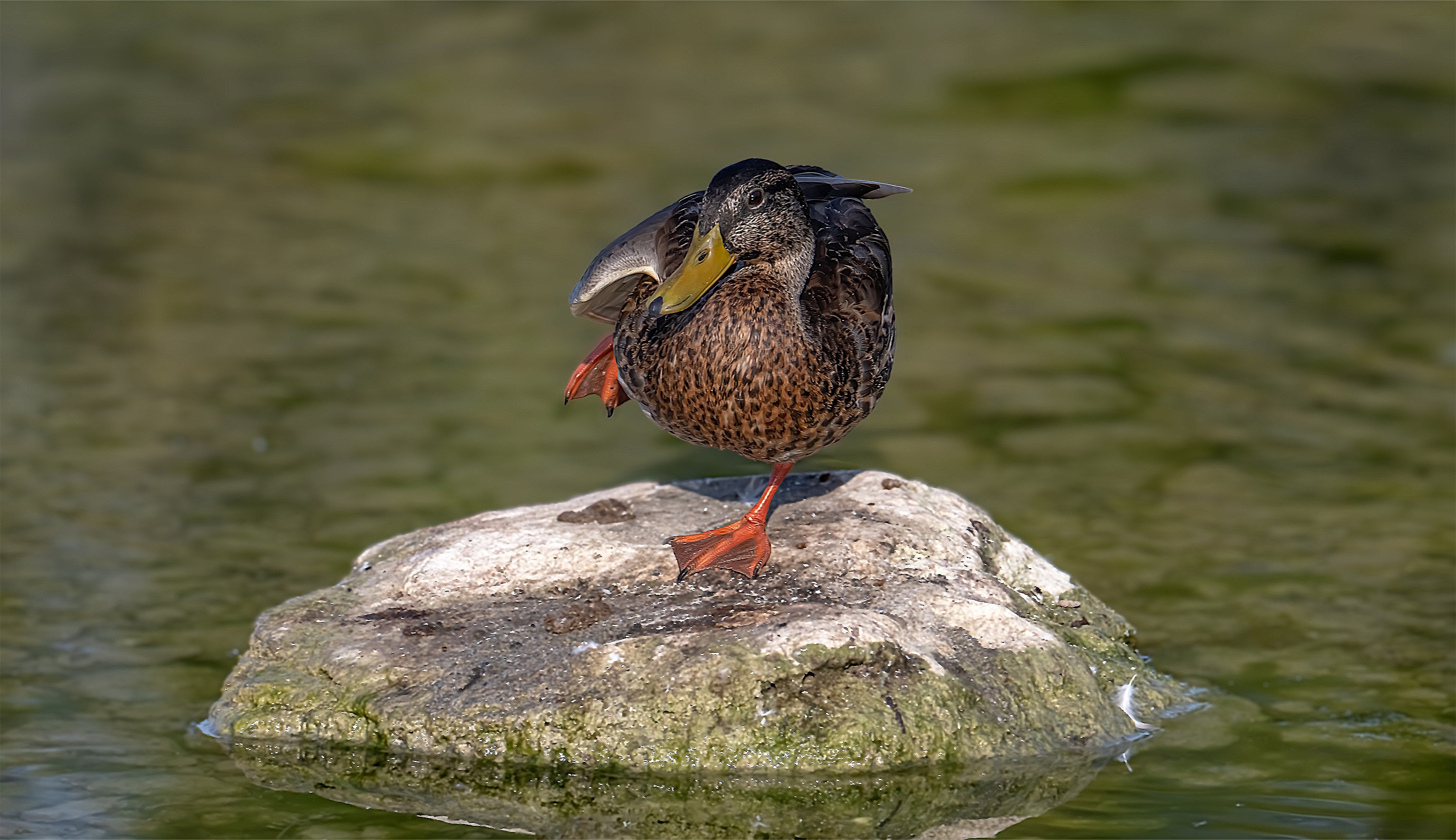A female mallard scratching itself while balancing on a rock