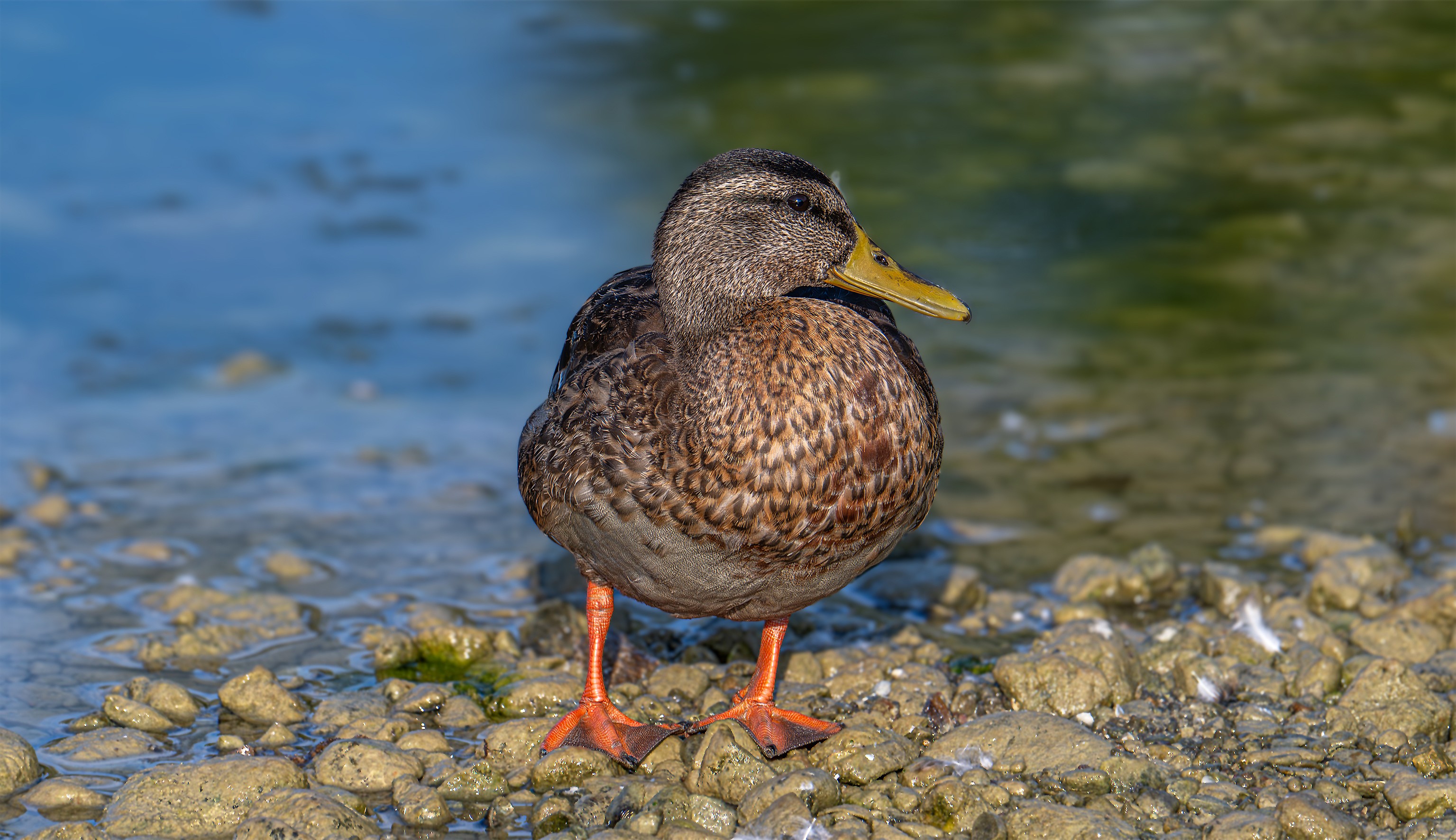 A female mallard on the pebbled shore