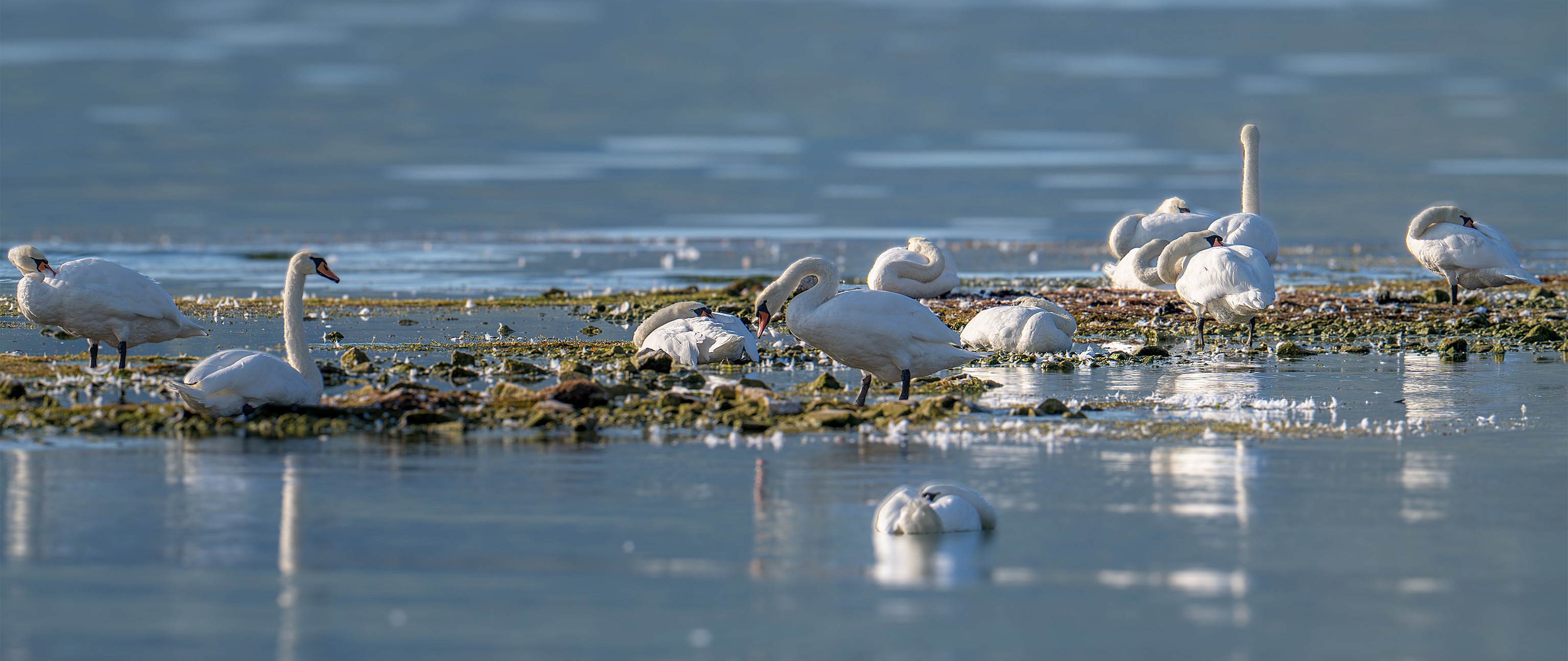 A flock of mute swans resting among drifts of moulted feathers
