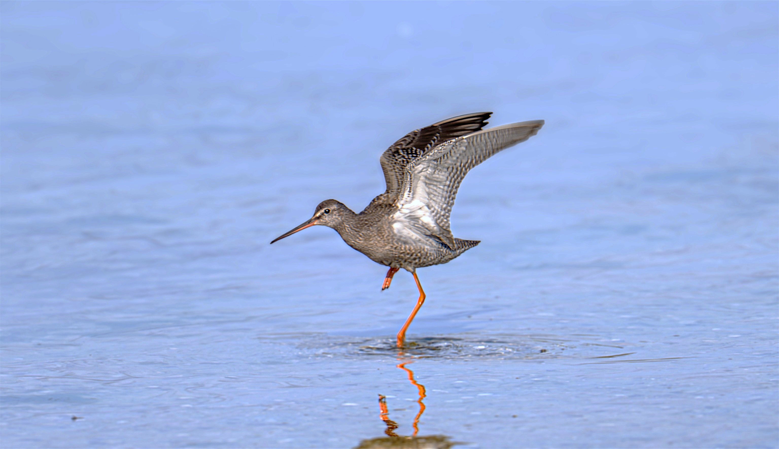 A spotted redshank stretching its wings while standing on one leg