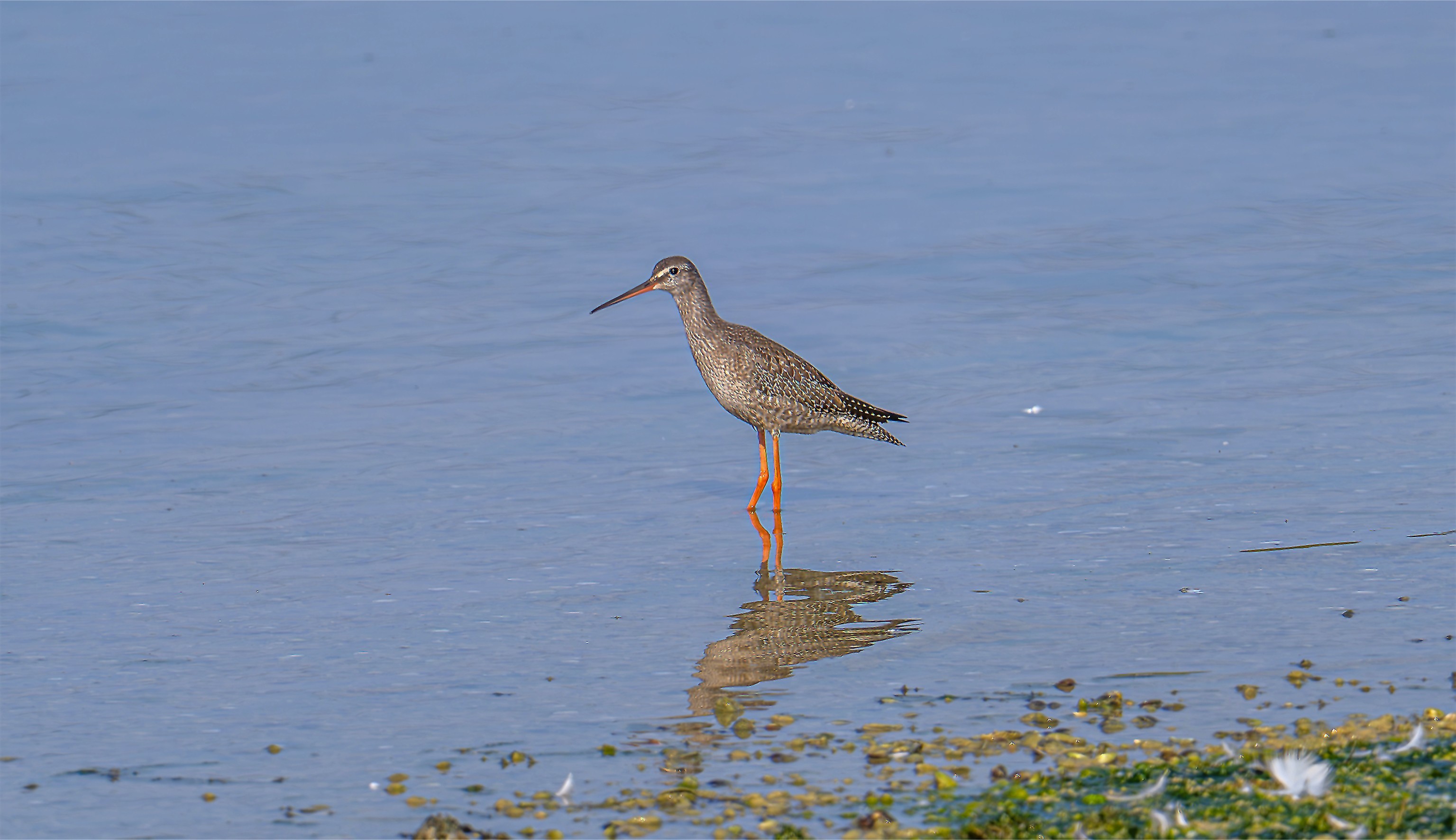 A spotted redshank wading with its reflection in calm water