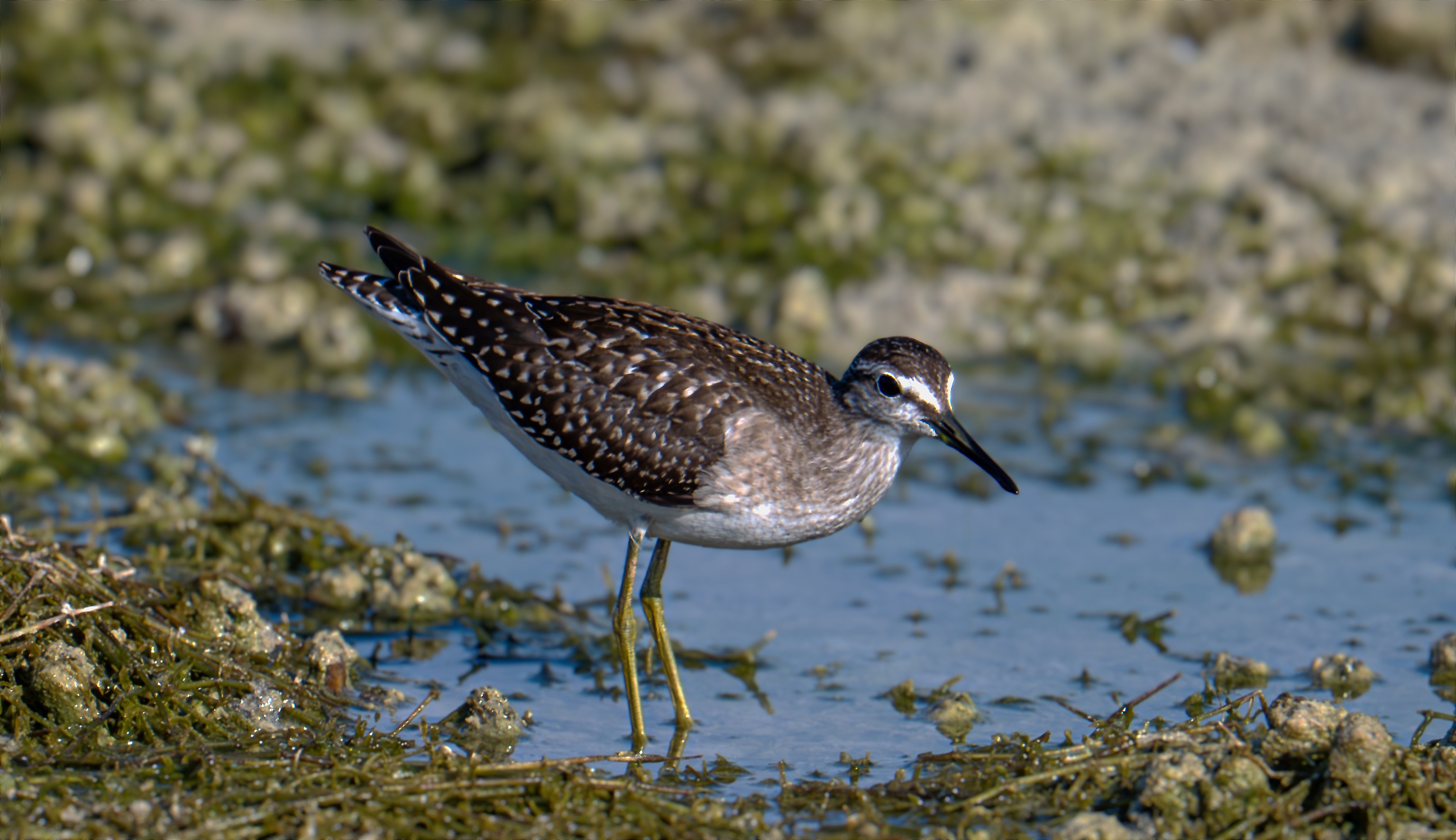 A wood sandpiper leaning forward to feed in the shallows