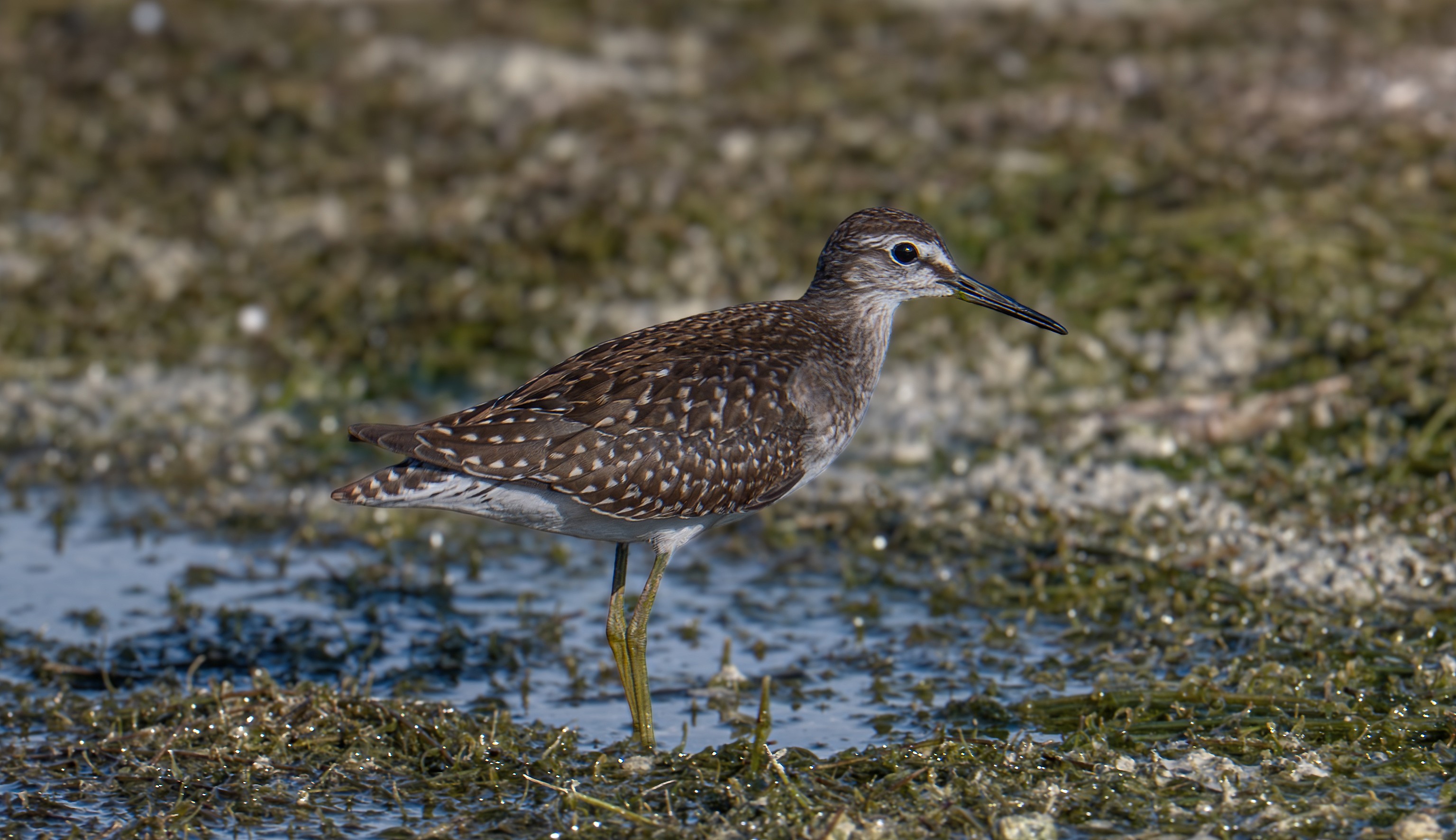 A wood sandpiper pausing between algae-covered stones